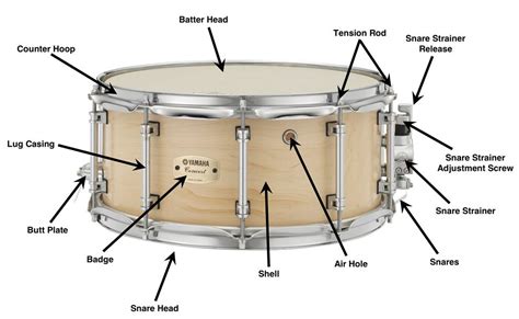 What Is a Snare in Music: Unraveling the Mystery of the Bass Drum’s Heartbeat